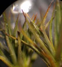 Attēlu rezultāti vaicājumam “Polytrichum juniperinum sporophyte”