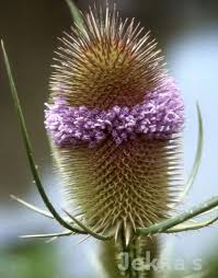 Attēlu rezultāti vaicājumam “Dipsacus fullonum flower”