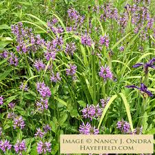 Attēlu rezultāti vaicājumam “Stachys officinalis leaf”