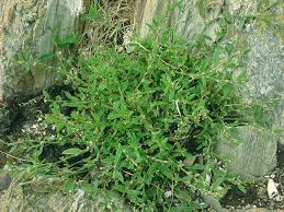 Attēlu rezultāti vaicājumam “Polygonum aviculare”