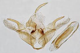 Attēlu rezultāti vaicājumam “Epermenia falciformis”