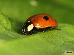 Attēlu rezultāti vaicājumam “Adalia bipunctata imago”