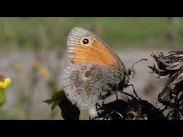 Attēlu rezultāti vaicājumam “Coenonympha pamphilus upperside”