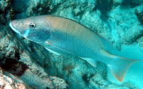 Image result for Lutjanus jocu