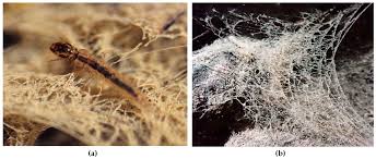 Attēlu rezultāti vaicājumam “Trichoptera egg mass”