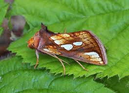 Attēlu rezultāti vaicājumam “Plusia festucae”