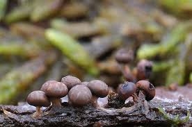 Attēlu rezultāti vaicājumam “Diderma rufostriatum”