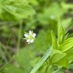Attēlu rezultāti vaicājumam “Moehringia trinervia flower”