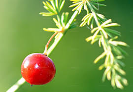 Attēlu rezultāti vaicājumam “Asparagus officinalis fruit”