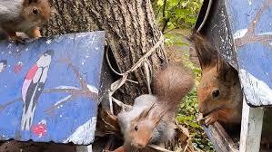 Картинки по запросу белку зажевало в диск