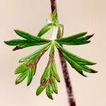 Attēlu rezultāti vaicājumam “Potentilla argentea fruit”