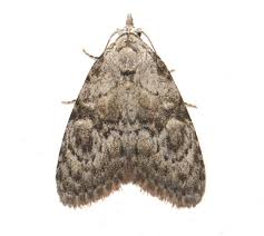 Attēlu rezultāti vaicājumam “Nolidae”