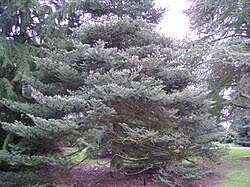 Attēlu rezultāti vaicājumam “Abies koreana”