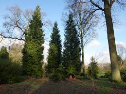 Attēlu rezultāti vaicājumam “Thuja plicata”