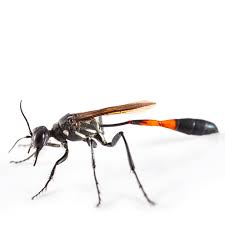 Attēlu rezultāti vaicājumam “Ammophila sp.”