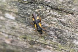 Attēlu rezultāti vaicājumam “Dryophilocoris flavoquadrimaculatus”