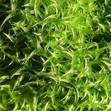 Attēlu rezultāti vaicājumam “Pottiales”