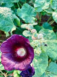 Image result for Alcea rosea nigra