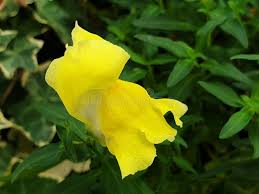 Attēlu rezultāti vaicājumam “Antirrhinum majus leaf”