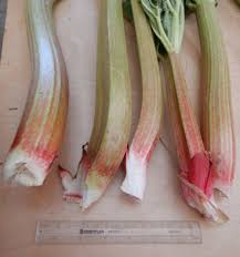 Attēlu rezultāti vaicājumam “Rheum rhabarbarum fruit”