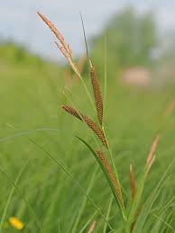 Attēlu rezultāti vaicājumam “Carex acuta”