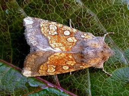 Attēlu rezultāti vaicājumam “Gortyna flavago”