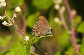 Attēlu rezultāti vaicājumam “Satyrium ilicis underside”