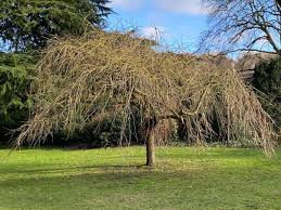 Attēlu rezultāti vaicājumam “Fraxinus excelsior Pendula female flower”