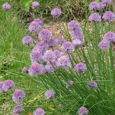 Attēlu rezultāti vaicājumam “Allium schoenoprasum flower”