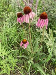 Image result for Echinacea angustifolia