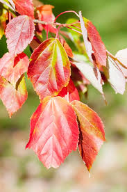Attēlu rezultāti vaicājumam “Acer tataricum leaf”