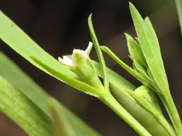 Attēlu rezultāti vaicājumam “Thesium ebracteatum”