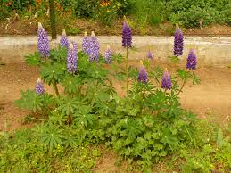 Attēlu rezultāti vaicājumam “Lupinus polyphyllus”