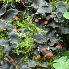 Attēlu rezultāti vaicājumam “Peltigera”