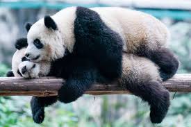 Image result for pandas
