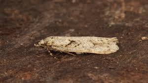 Attēlu rezultāti vaicājumam “Diurnea fagella”