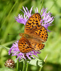 Attēlu rezultāti vaicājumam “Argynnis adippe male”