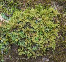 Attēlu rezultāti vaicājumam “Palustriella decipiens”