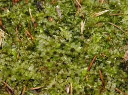 Attēlu rezultāti vaicājumam “Plagiomnium affine”