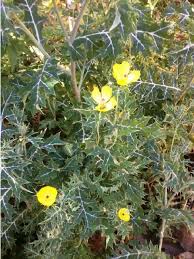 Attēlu rezultāti vaicājumam “Papaveraceae”