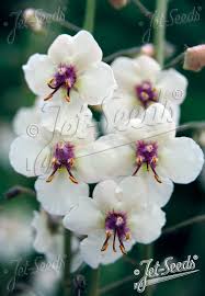 Image result for Verbascum blattaria