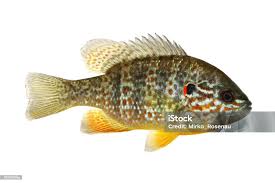 Image result for Lepomis gibbosus