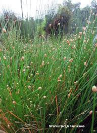 Attēlu rezultāti vaicājumam “Eleocharis palustris flower”