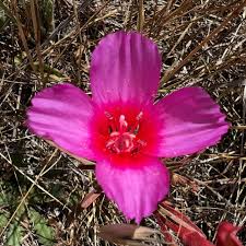 Attēlu rezultāti vaicājumam “Cribraria rubiginosa”