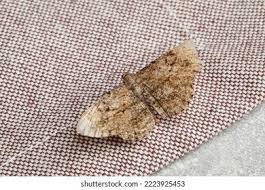 Attēlu rezultāti vaicājumam “Alcis repandata”