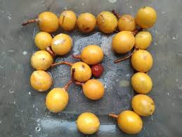 Attēlu rezultāti vaicājumam “Galium schultesii fruit”