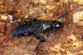 Attēlu rezultāti vaicājumam “Quedius dilatatus”