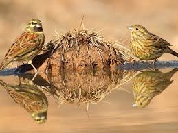 Image result for Emberiza cirlus