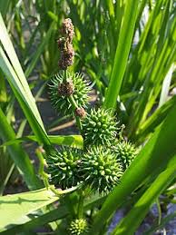 Attēlu rezultāti vaicājumam “Sparganium neglectum”