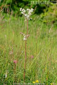Image result for Filipendula vulgaris
